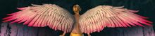 Wings of Love Glider.jpg