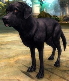 Black Labrador.jpg