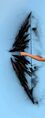 Dark Matter Longbow.jpg