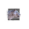 Juvenile White Tiger.png