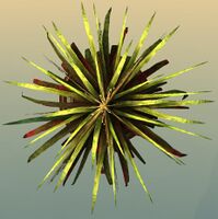 Potted Petticoat Palm top.jpg