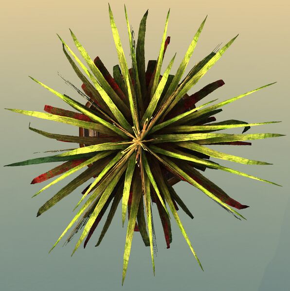 File:Potted Petticoat Palm top.jpg