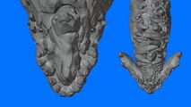 Size comparison of Primordus's models from Flashpoint (left) and Champions (right).