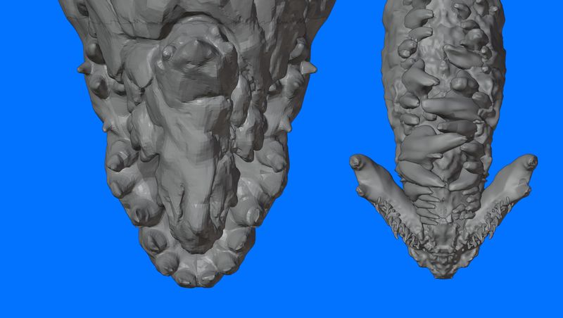 File:Primordus model comparion.jpg