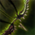 Zhaitan's Flight.png