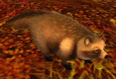 Tanuki.jpg