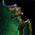 Mordant Infantry Bow.png
