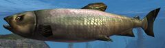 Salmon.jpg