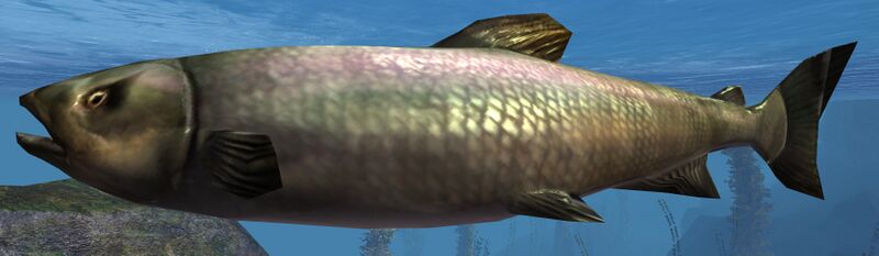File:Salmon.jpg