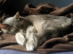 Smudge Wiki.jpg