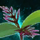 Germinate Omnomberries.png
