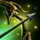 Maguuma Longbow.png