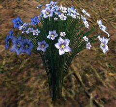 Flax.jpg