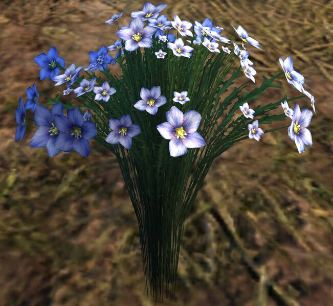 File:Flax.jpg