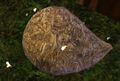 Thumbnail for version as of 03:31, 17 May 2025