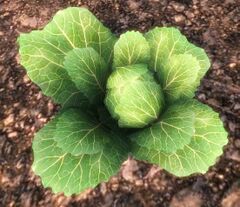 Lettuce.jpg