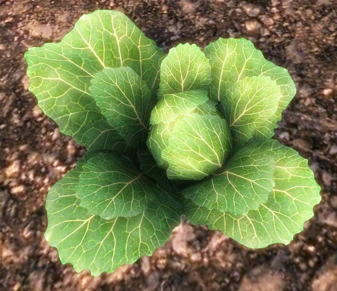 File:Lettuce.jpg