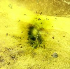 Awakened Insect Swarm.jpg