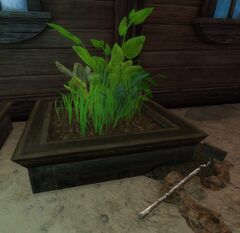 Herbs (object).jpg