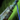Lightward's Battlestaff.png