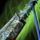 Lightward's Battlestaff.png