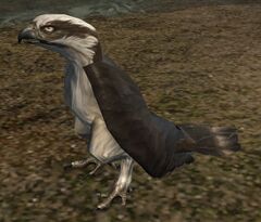 Osprey.jpg