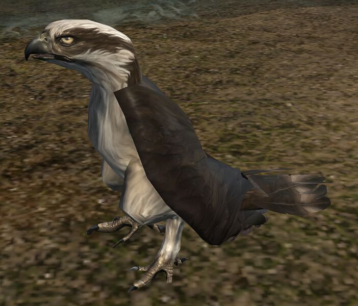 File:Osprey.jpg