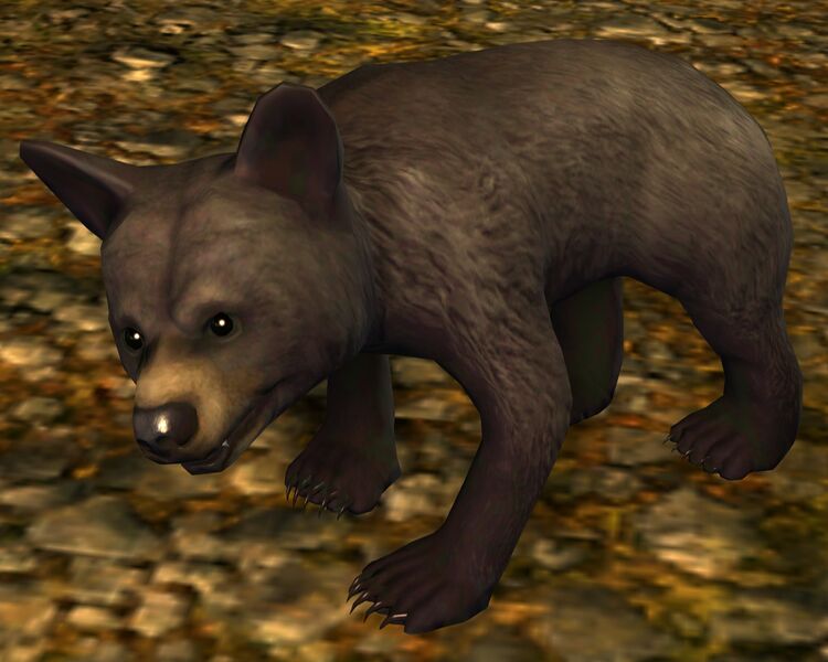 File:Black Bear Cub.jpg