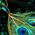 Peacock Scepter.png