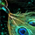 Peacock Scepter.png