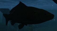 Sickly Fish.jpg