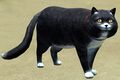 Black Cat.jpg