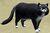 Black Cat.jpg