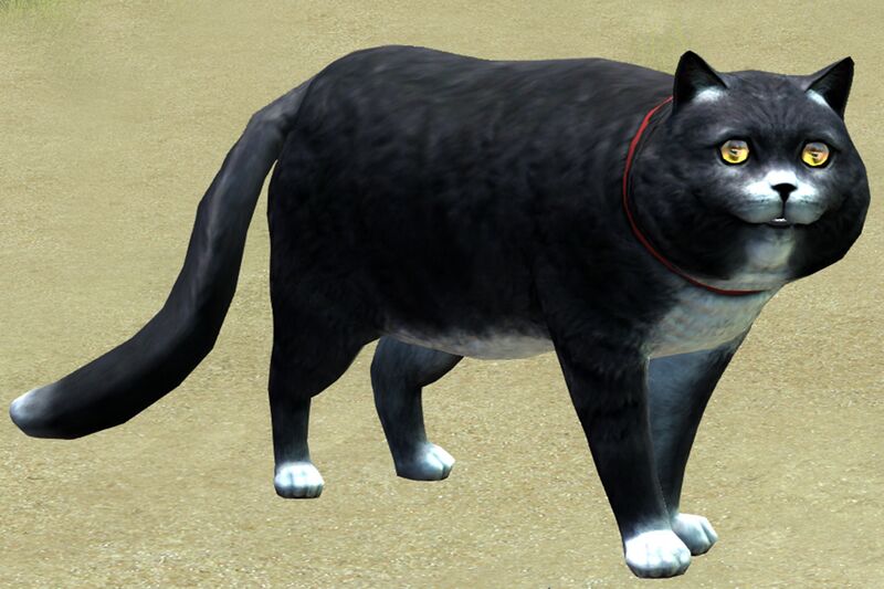 File:Black Cat.jpg