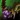 Caithe's Blossom.png