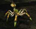 Forest Spider.jpg