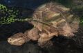 The siege turtle summoned by the earth Jade Sphere.