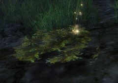 Lush Kelp Bed.jpg