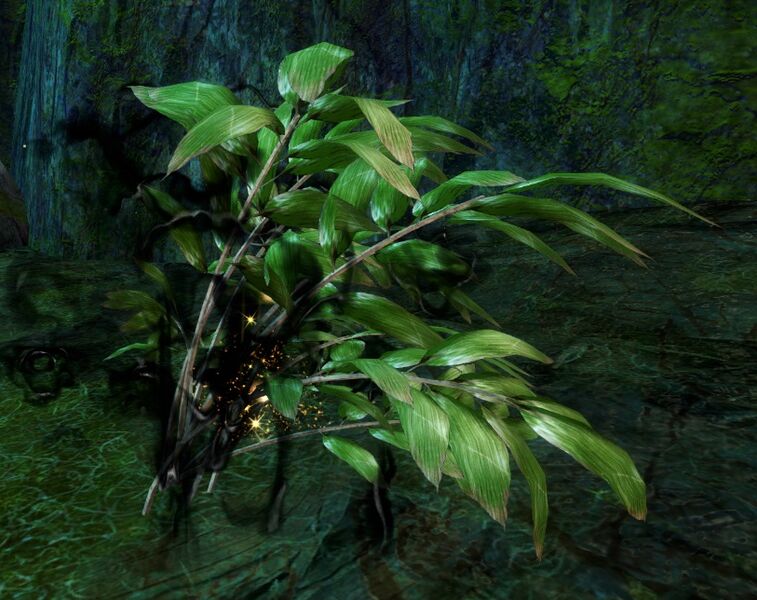 File:Sickly Plant.jpg