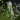 Living Druid Stone.png