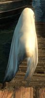 Spooky Ghost Form Side.jpg