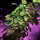 Tropical Bush (Tall).png