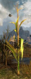 Infested Crop (Corn).jpg