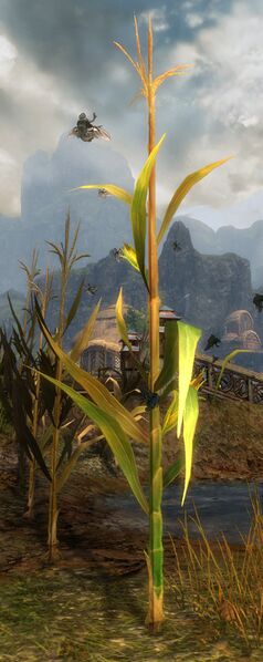 File:Infested Crop (Corn).jpg