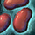 Kidney Bean.png