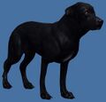 Mini Black Labrador.jpg