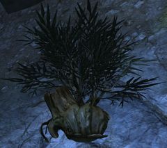 Suspicious Bush (The Hunting Grounds).jpg