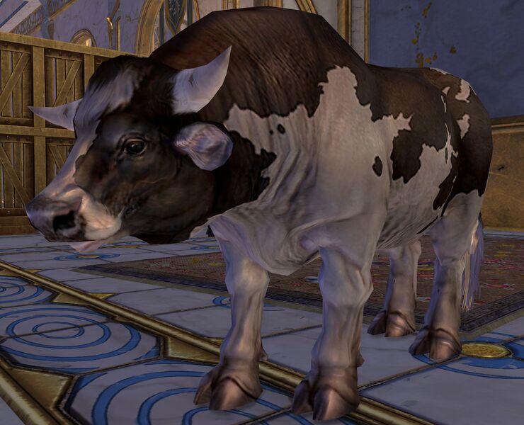 File:Curious Cow.jpg