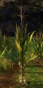 Corn.jpg