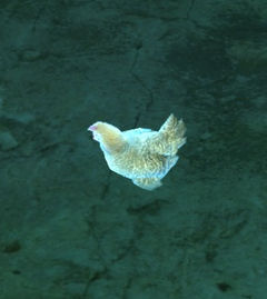 Ethereal Chicken.jpg